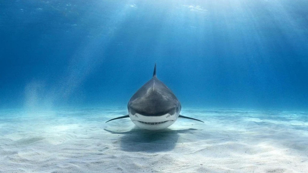 TIGER SHARK WALLPAPER (