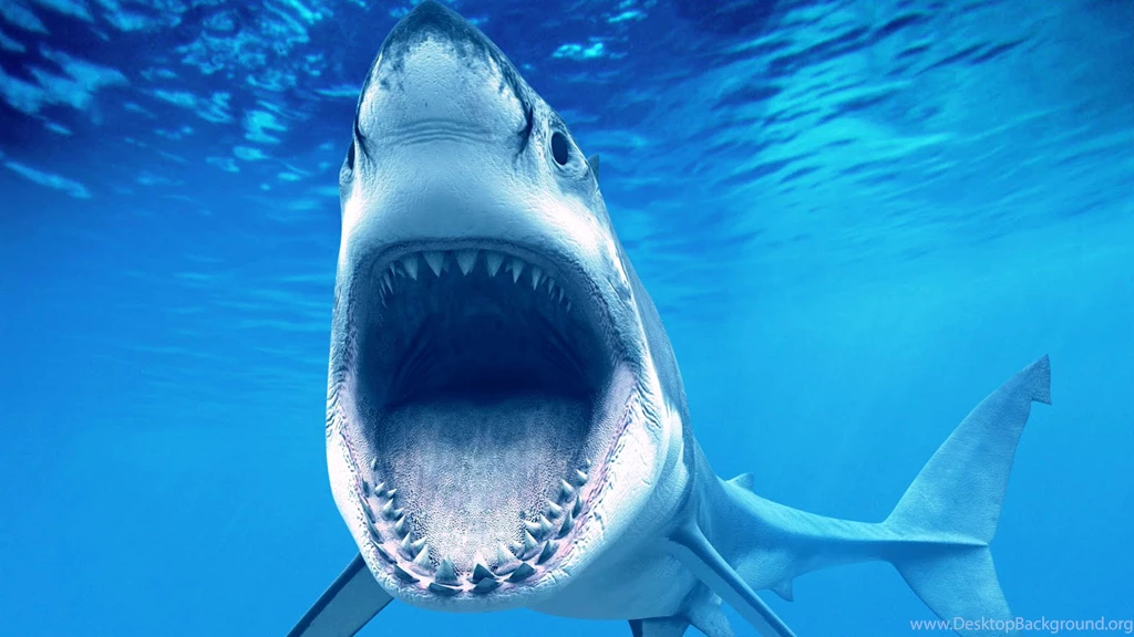 Shark Killer Animal Hd Image