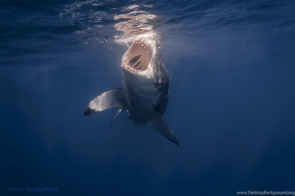 160 Shark HD Wallpapers