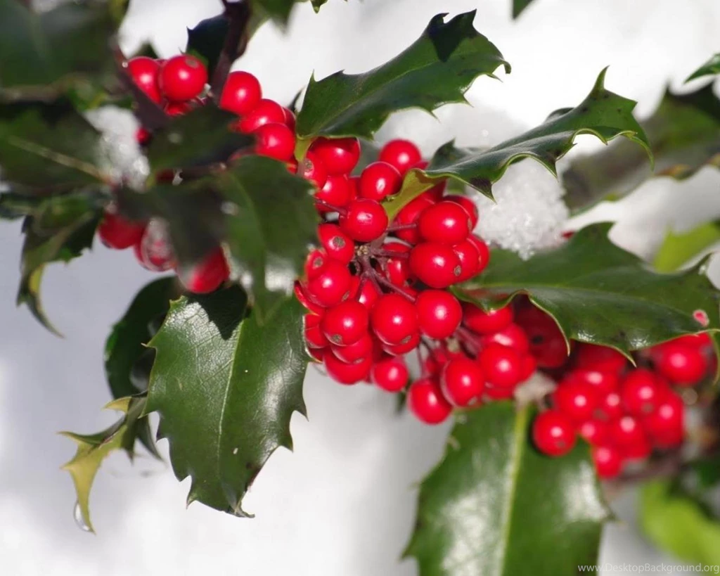 Holly Berries 1238744 Wallpapers (