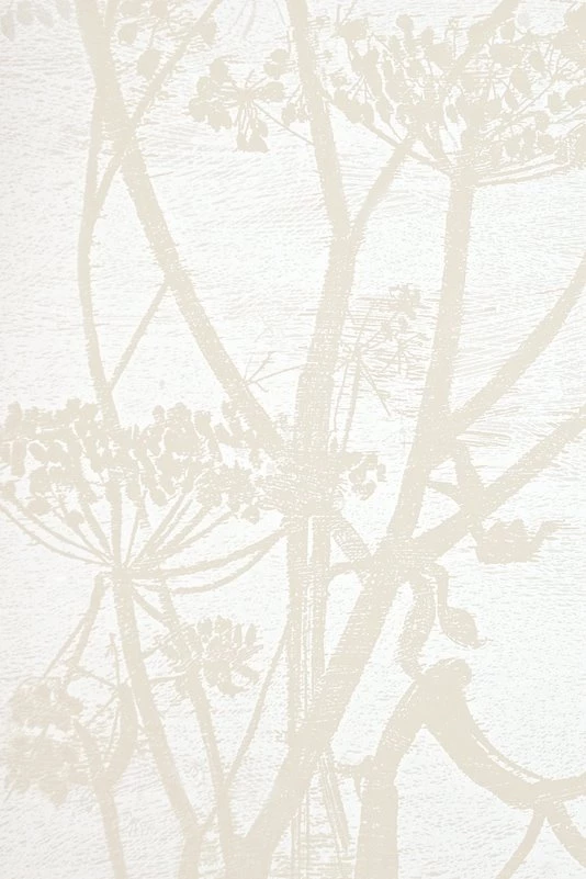 Cow Parsley Wallpapers White