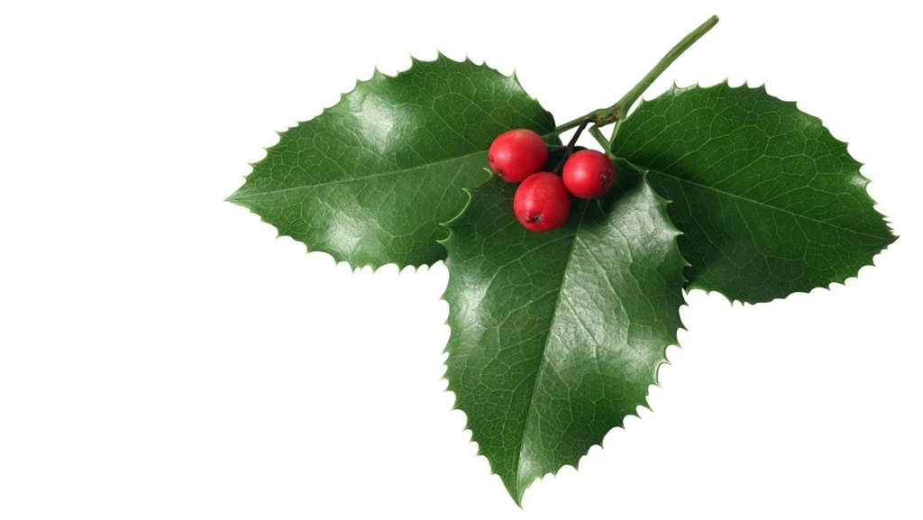 Christmas Green Leaf Mistletoe – Sky HD Wallpapers