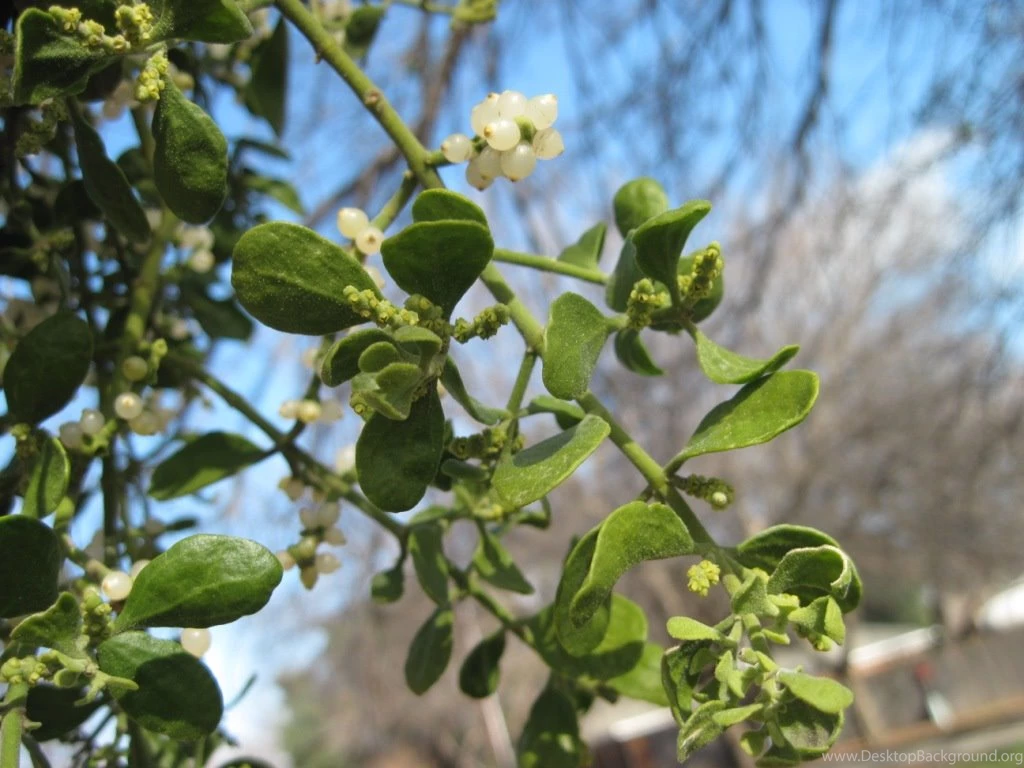 Kissing Under The Mistletoe Eve Out Of The Garden