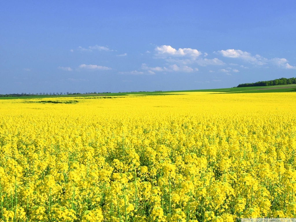 Mustard Flower Field HD Desktop Wallpapers : High Definition