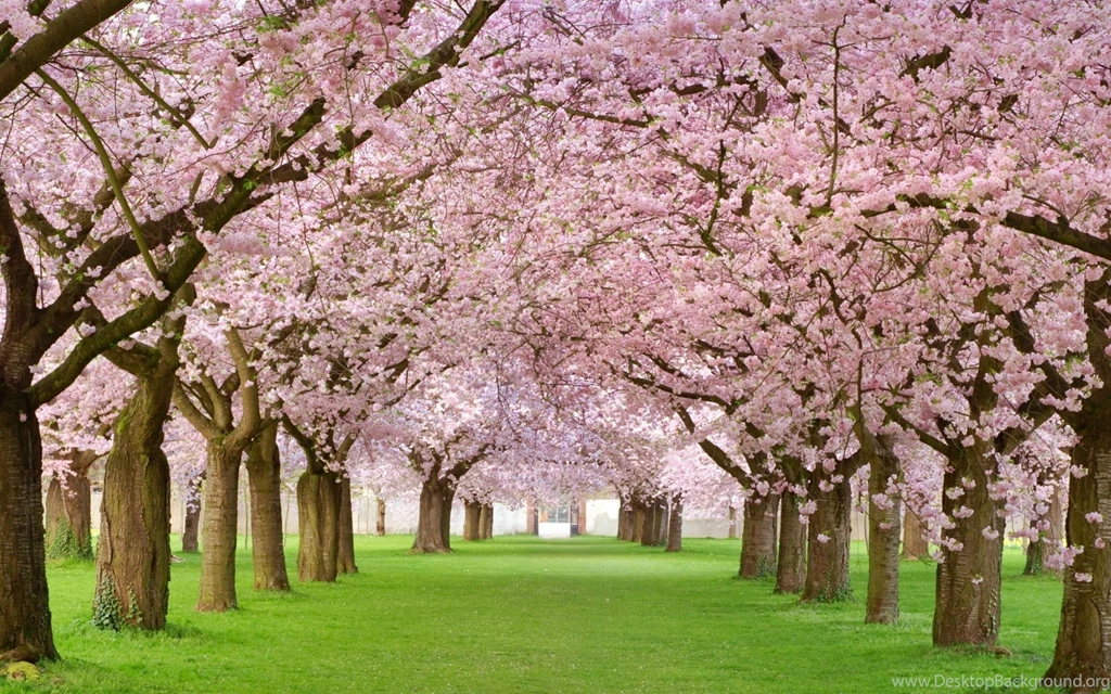 Spring Flowers Wallpapers HD