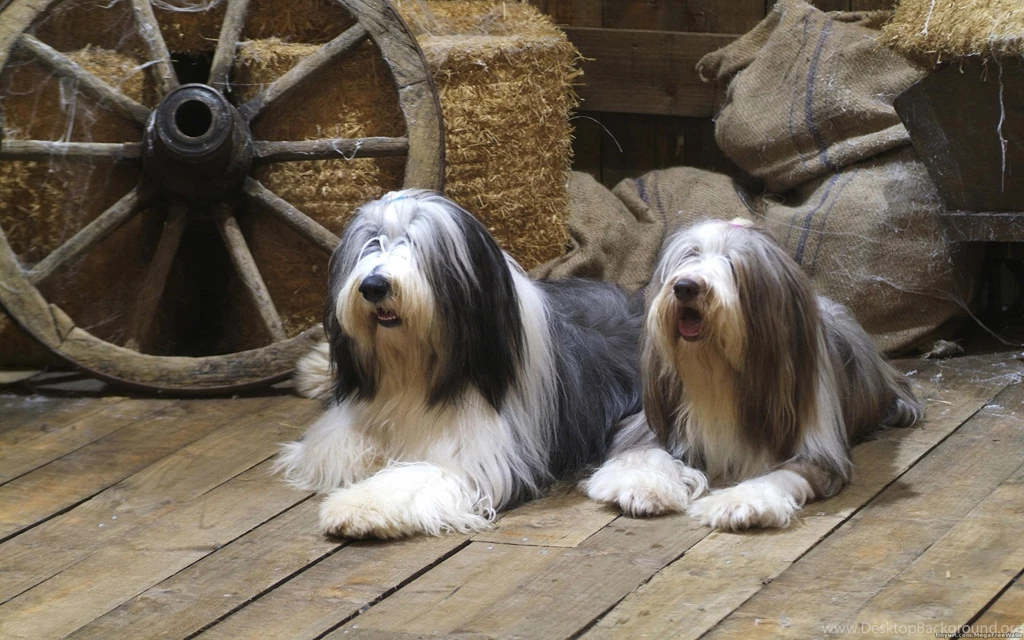 Old English Sheepdog Wallpapers HD Download