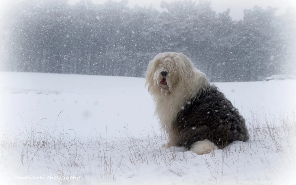 6 Old English Sheepdog HD Wallpapers