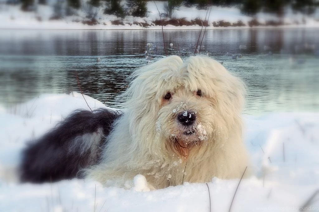 High Quality Old English Sheepdog Wallpapers