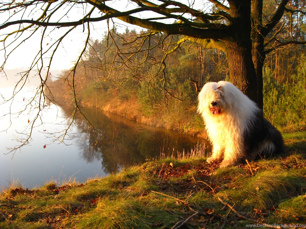 Two Old English Sheepdogs Wallpapers   My Doggy Rocks