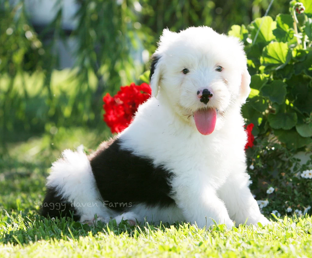 Old English Sheepdog With A Flower Photo And Wallpaper. Beautiful ...
