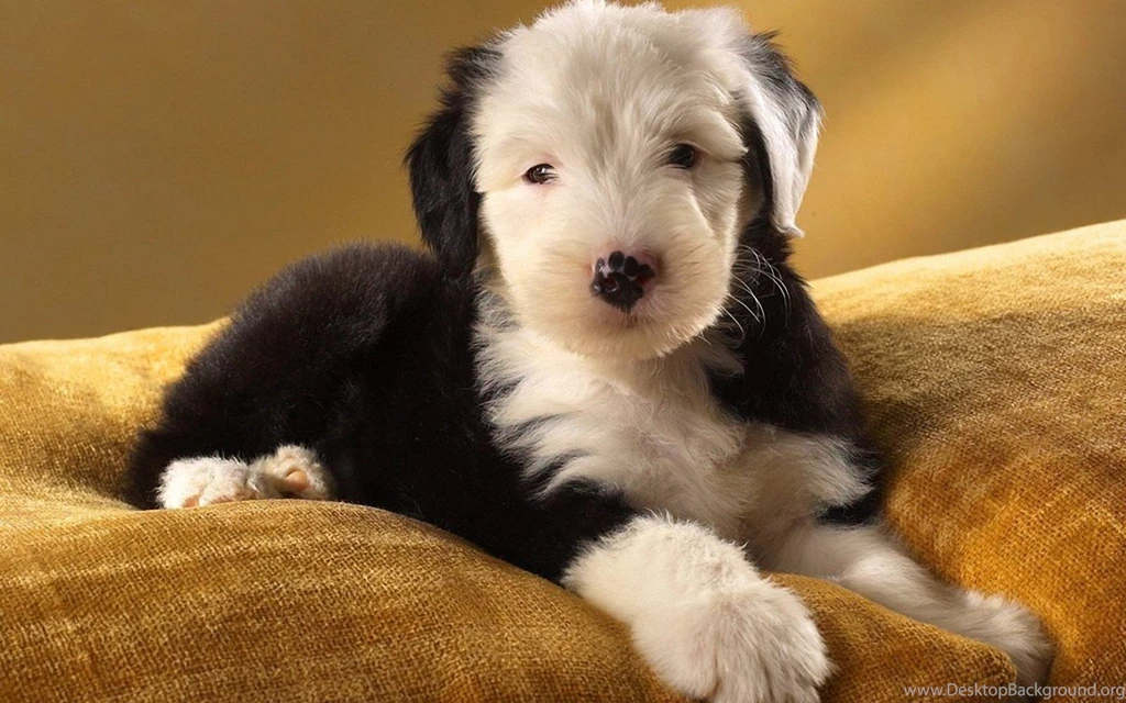 Old English Sheepdog Baby 1920x1200 Wallpapers,Old English ...