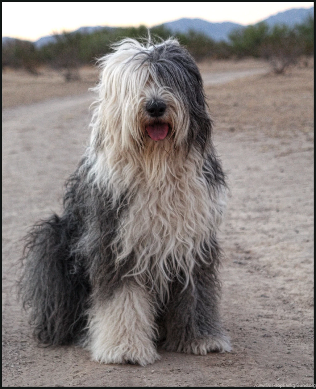 Old English Sheepdog Portrait Photo And Wallpaper. Beautiful Old ...