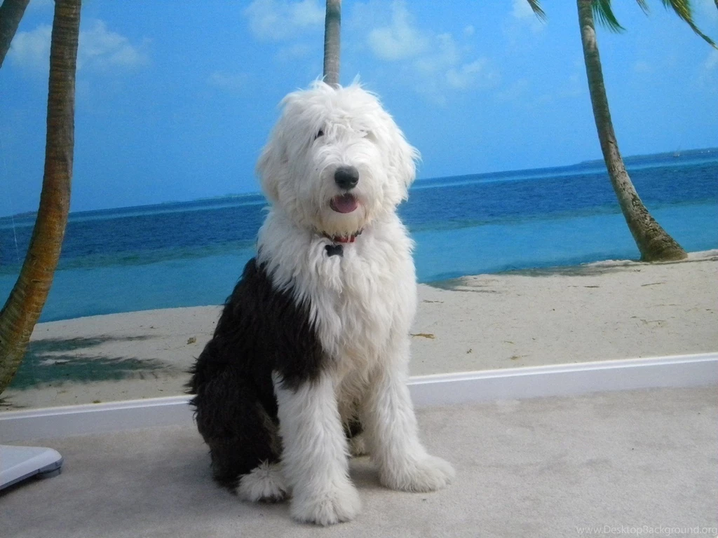 1600x1200px Old English Sheepdog