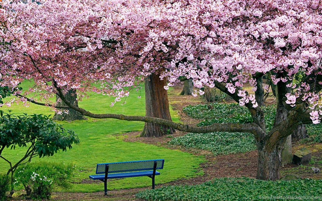 Cherry Blossom Wallpapers High Definition