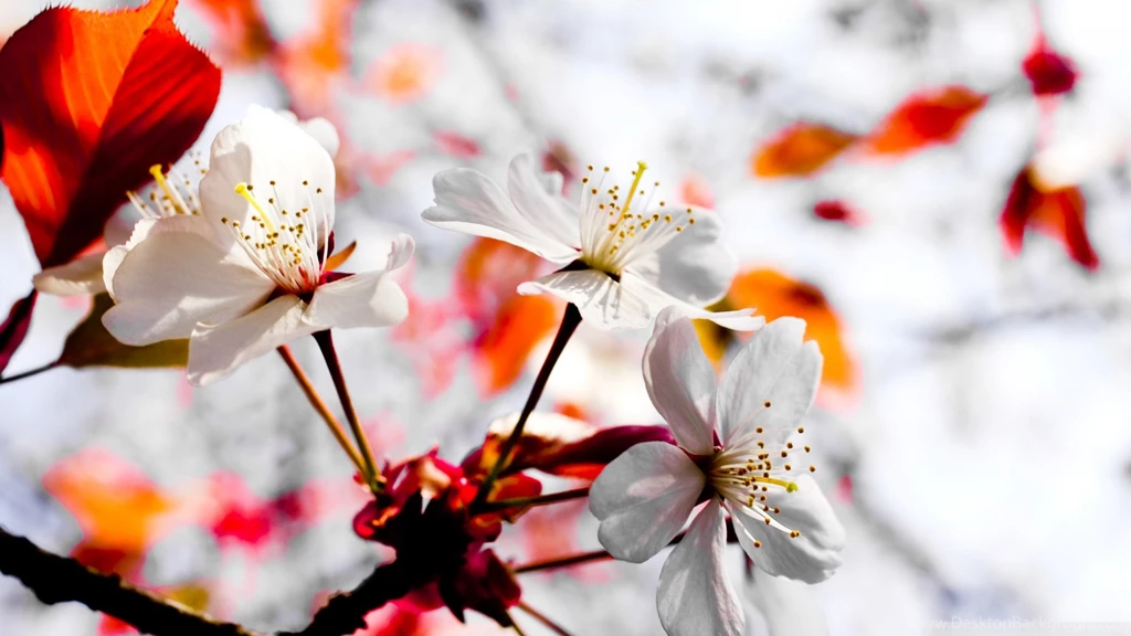 Spring Season Flowers HD Desktop Wallpapers : High Definition ...