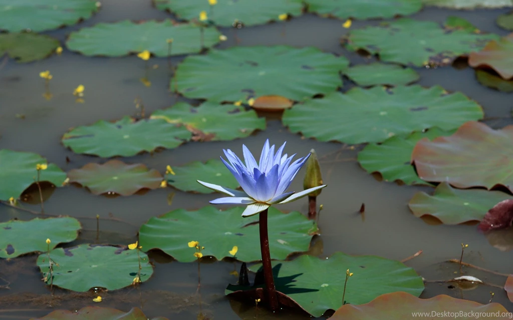 Widescreen, Lotus, Wallpaper, Monitor, Beautiful, Waterlily, Blue ...