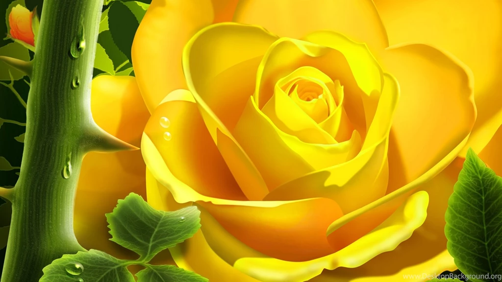 Roses, Wallpaper, Rose, Widescreen, Monitor, Beautiful, Pink (