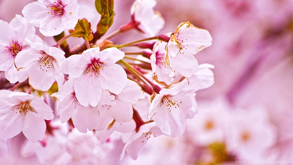 Japan Cherry Blossoms Flowers Spring (season) Wallpapers