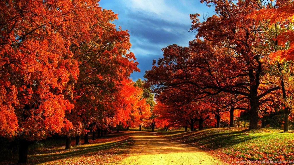 Other: Road Copper Trees Sky Nature Wallpapers HD For High ...