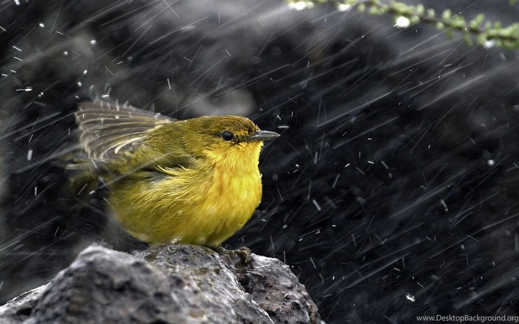Bird In Rain HD Wallpapers
