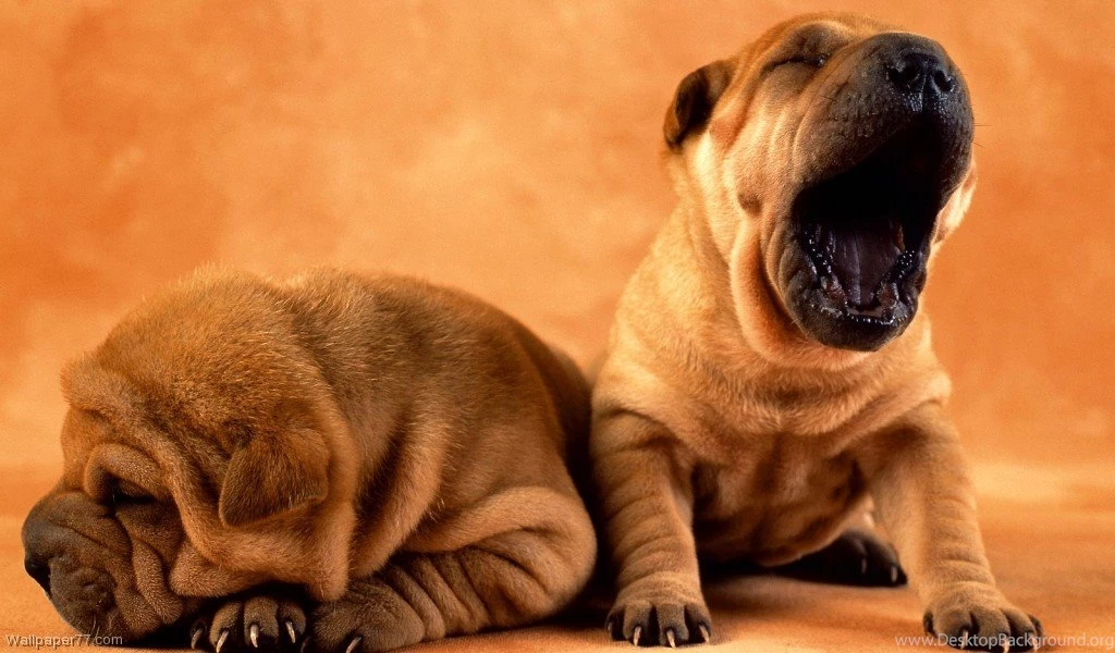 Yelling Puppies, 1024x600 Pixels : Wallpapers Tagged Baby, Dogs ...
