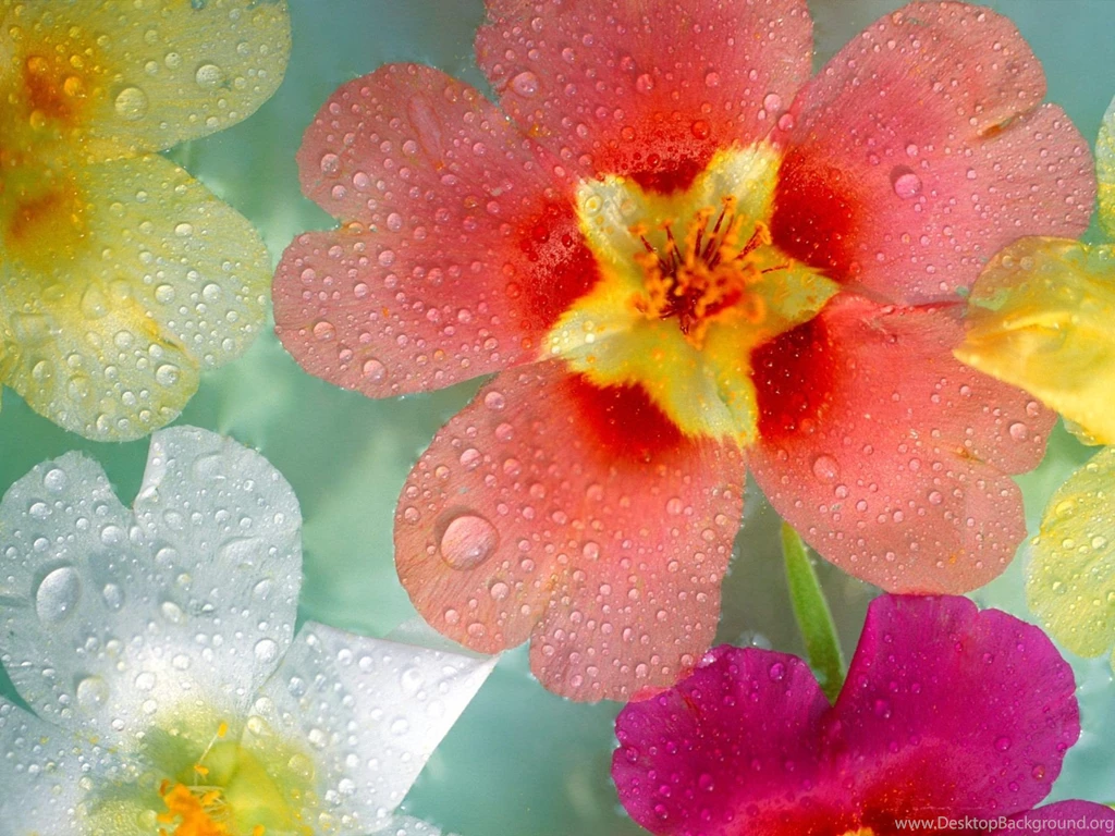 Amazing Beautiful Water Drops On Flower During Rainy Season Photo ...