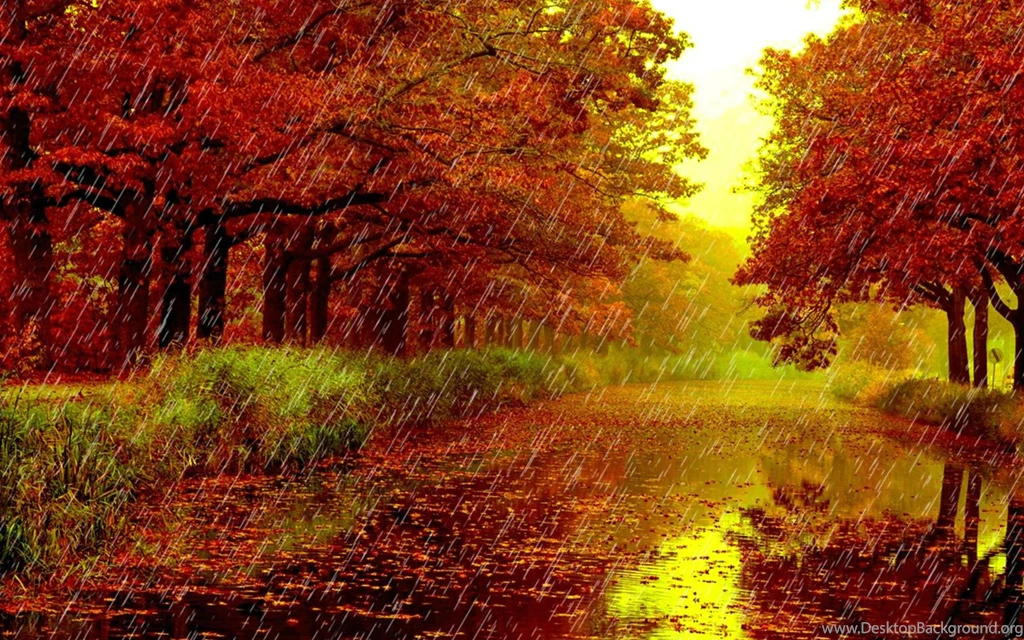 Rainy Day In The Autumn Season HD Wallpapers