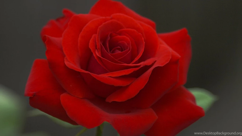 Rose Flower Wallpapers 3D