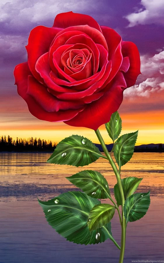 Rose. Magic Touch Flowers   Android Apps On Google Play