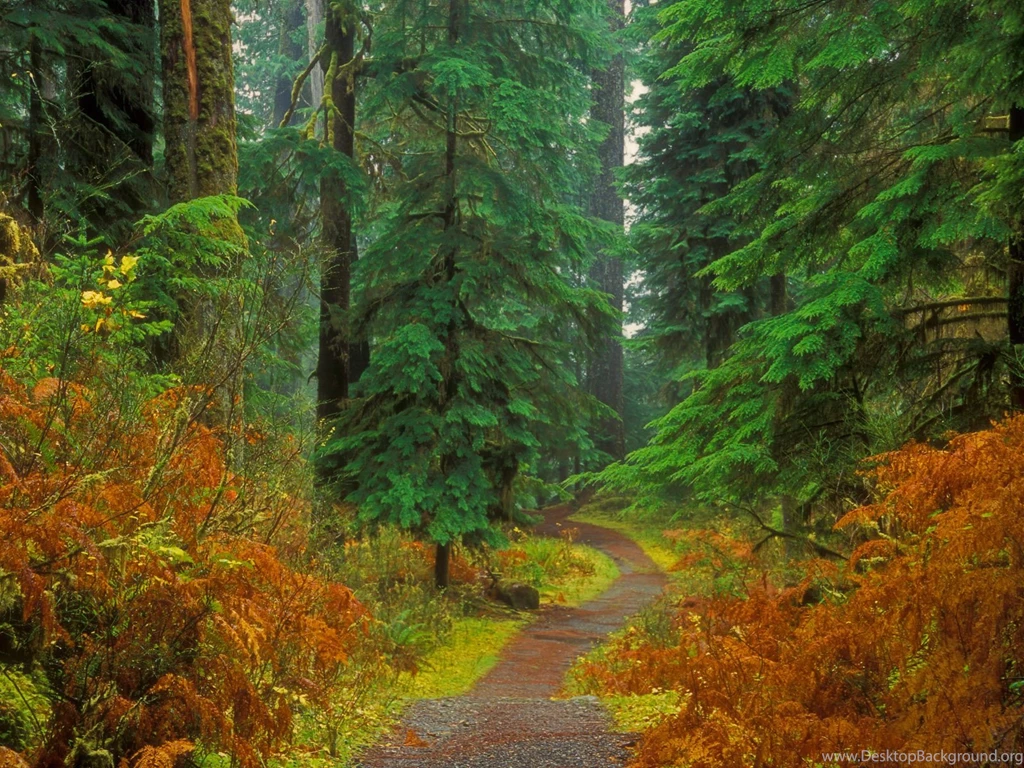 Free HQ Quinault River Trail Olympic National Park Washington ...