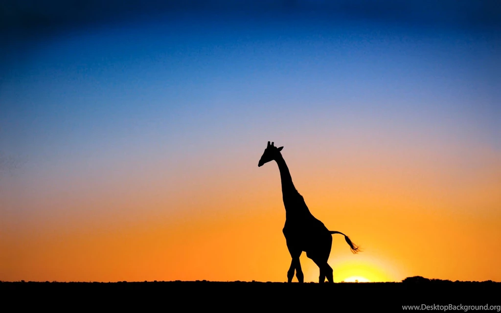 Giraffe Silhouette With Sunset Backgrounds Desktop Wallpapers ...