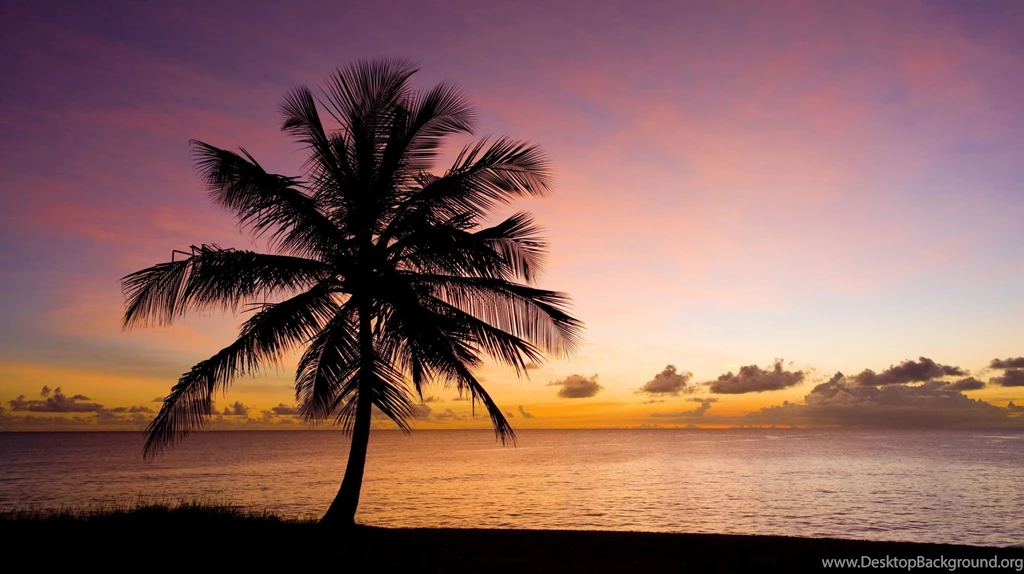 Nature Tree Palma Beach Sand Sea Water Sky Sunset Silhouette ...