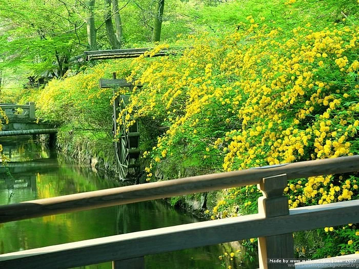 Japanese Garden In Kyoto, Zen Garden Of Kyoto 16 Wallcoo.net