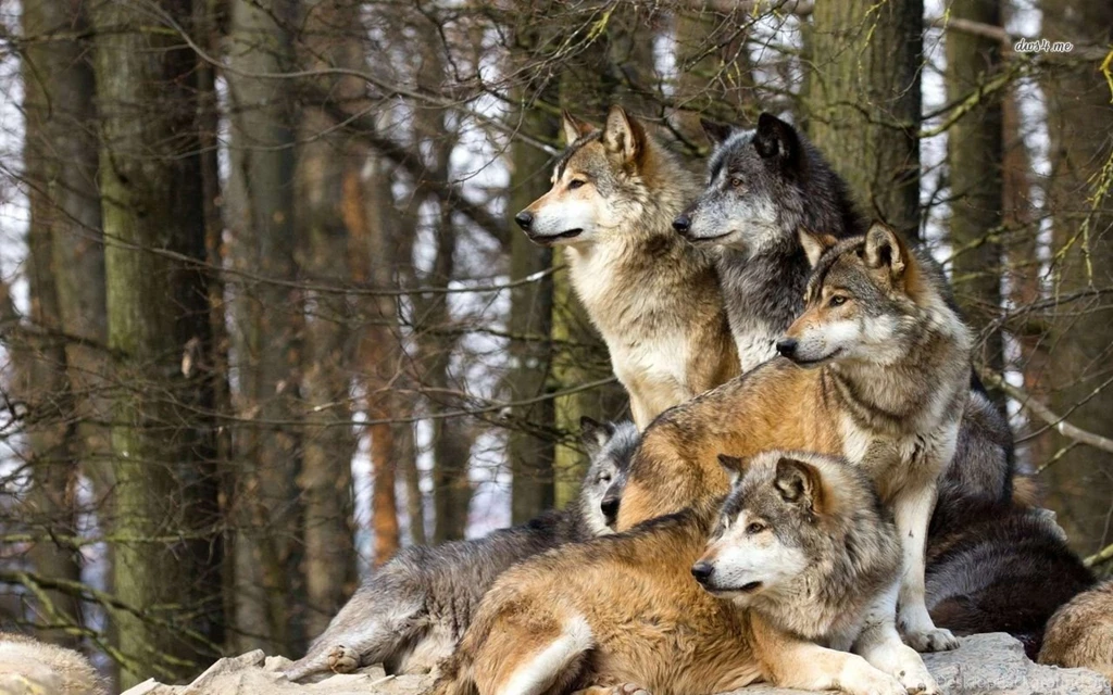 24659 wolf pack 1280×800 animal wallpapers