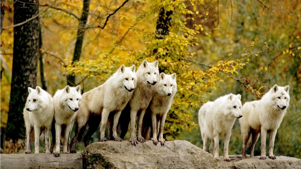 Wolf Pack Pics Wallpapers