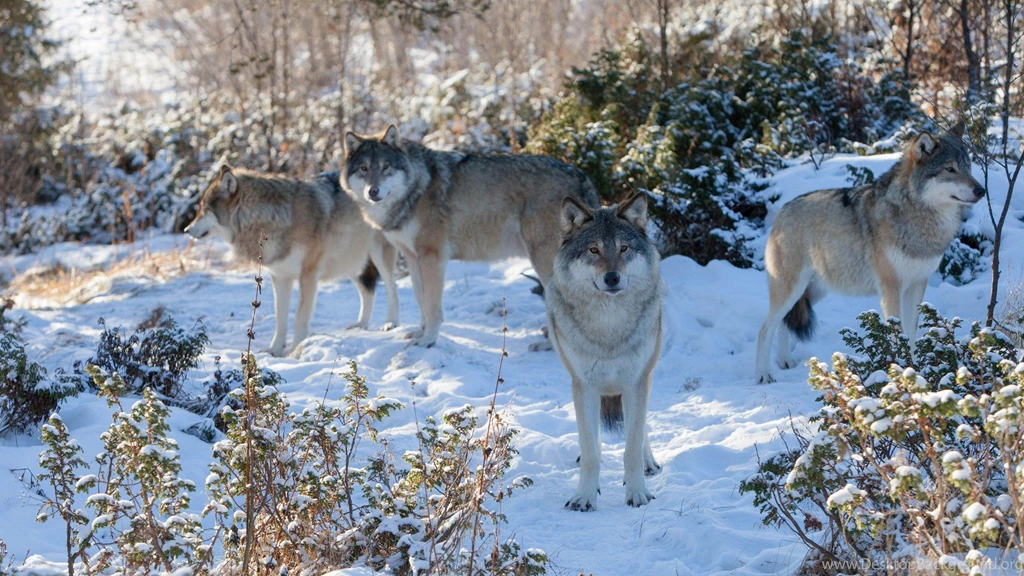 Wolf Pack In The Snow HD Desktop Wallpapers : Widescreen : High ...