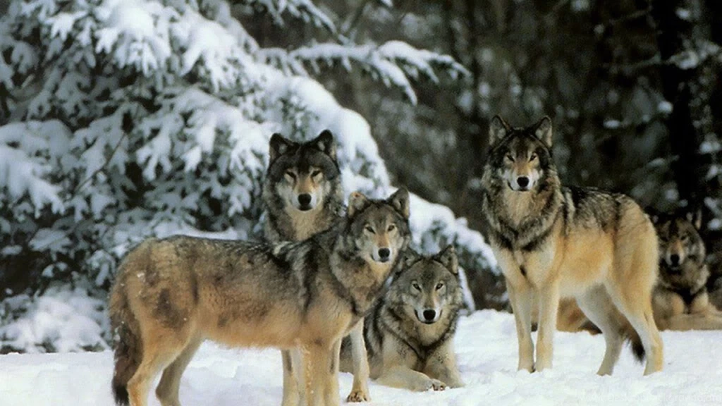 SuperHD.pics: Wolfpack Snow Wolves Winter Painting Trees Desktop ...