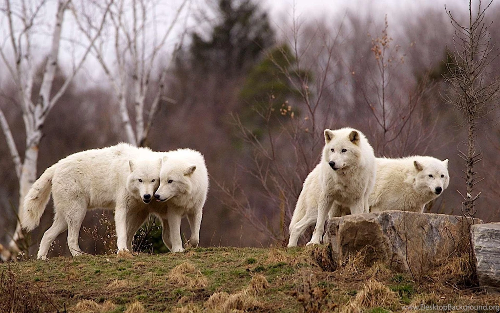 Lone Wolf Wallpapers >> Backgrounds With Quality HD
