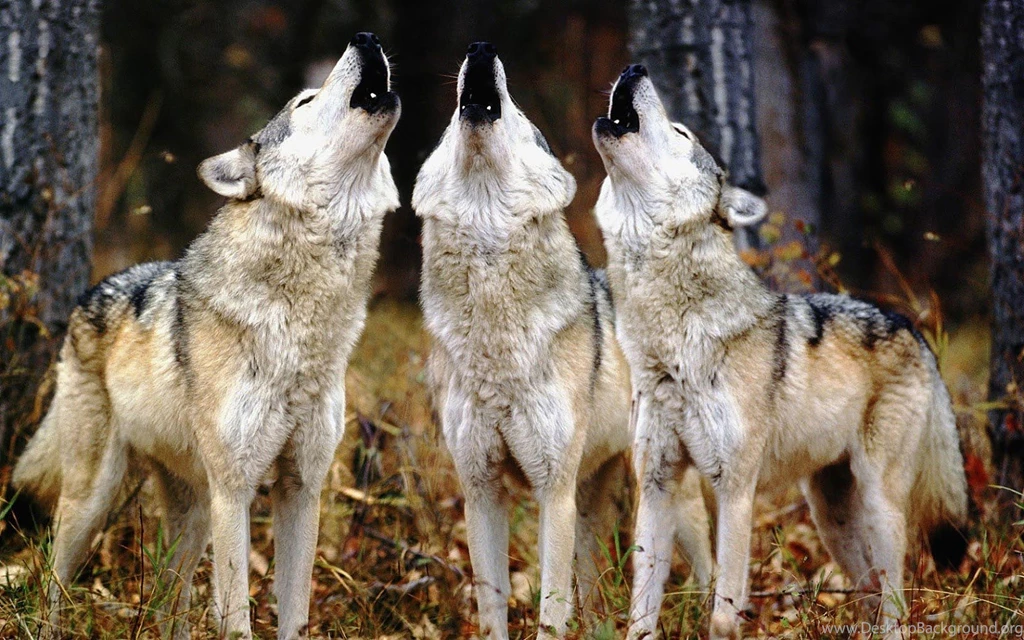 Wolf Pack Wallpapers With Many Wolves