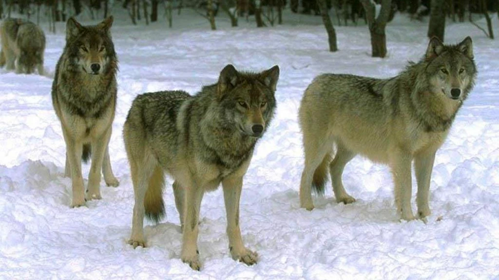 Wolf Pack Waiting On The Hunt HD Desktop Wallpapers : Widescreen ...
