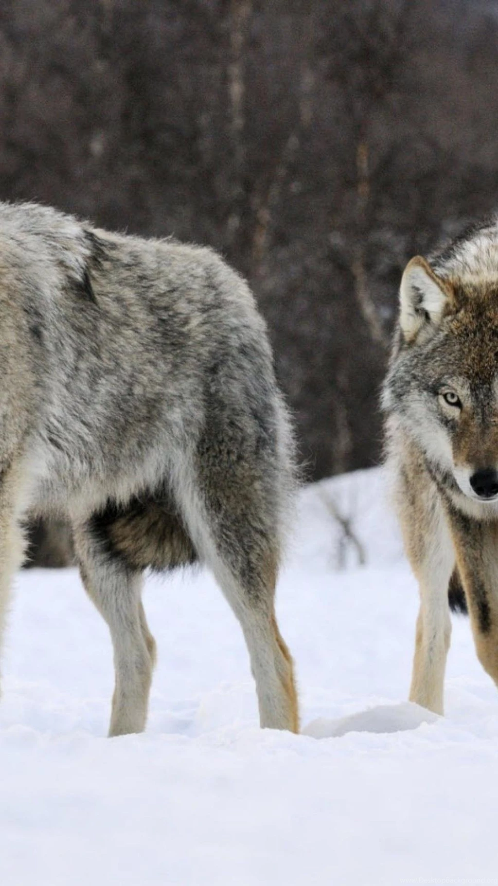 Wolf Pack Iphone 6 Plus Wallpapers