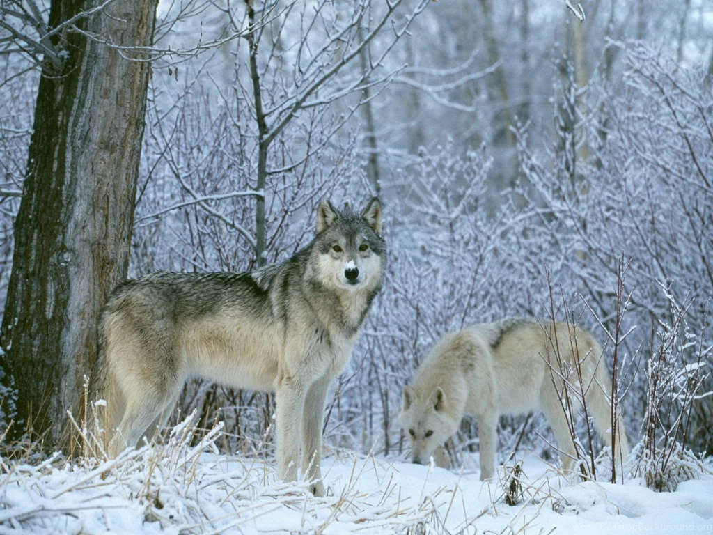 Wolf Pack Snow Winter Wallpapers 861   Free HD Wallpapers Stock ...