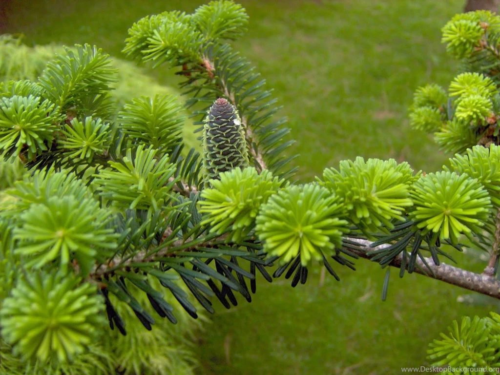 Nice Photography Desktop Backgrounds: Pine Tree Close Up Free HD ...