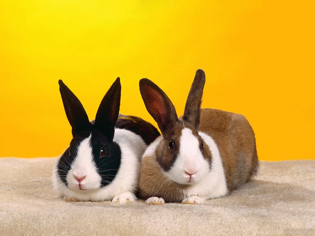 Rabbit Wallpapers
