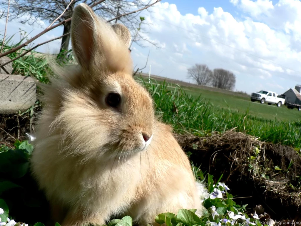 Rabbits Wallpapers