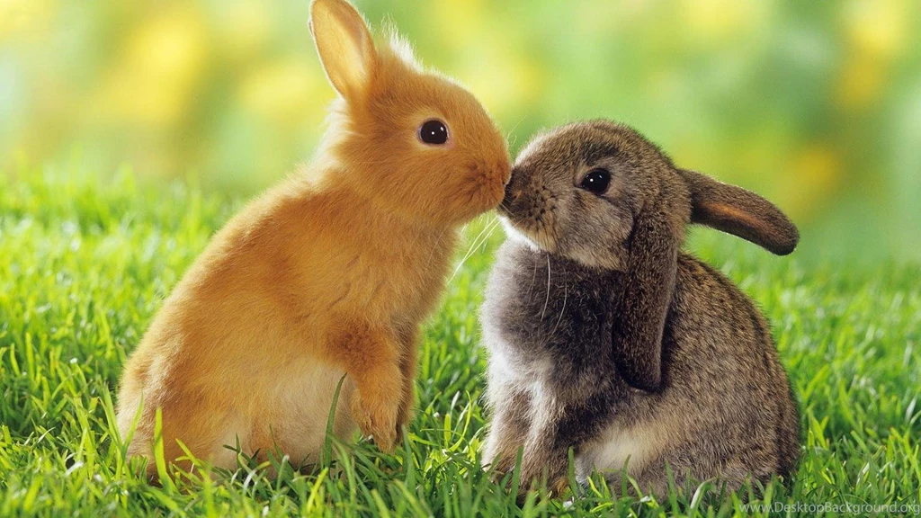 Rabbit Wallpapers Android Apps On Google Play
