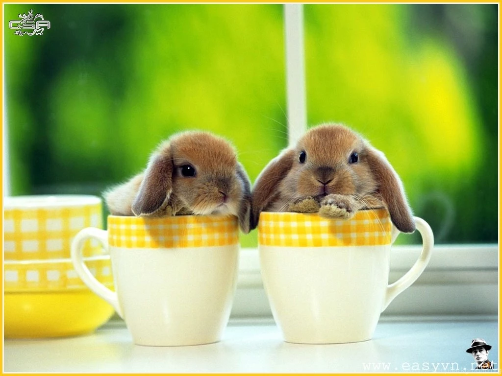 Download Free Rabbit Wallpapers