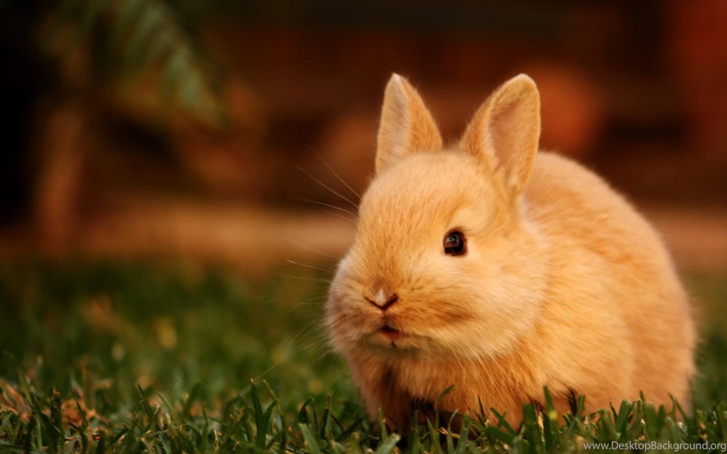 Index Of /scraper/data/alphacoders/Rabbit Wallpapers