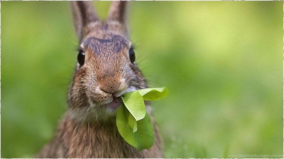 Rabbit Wallpapers Android Apps On Google Play