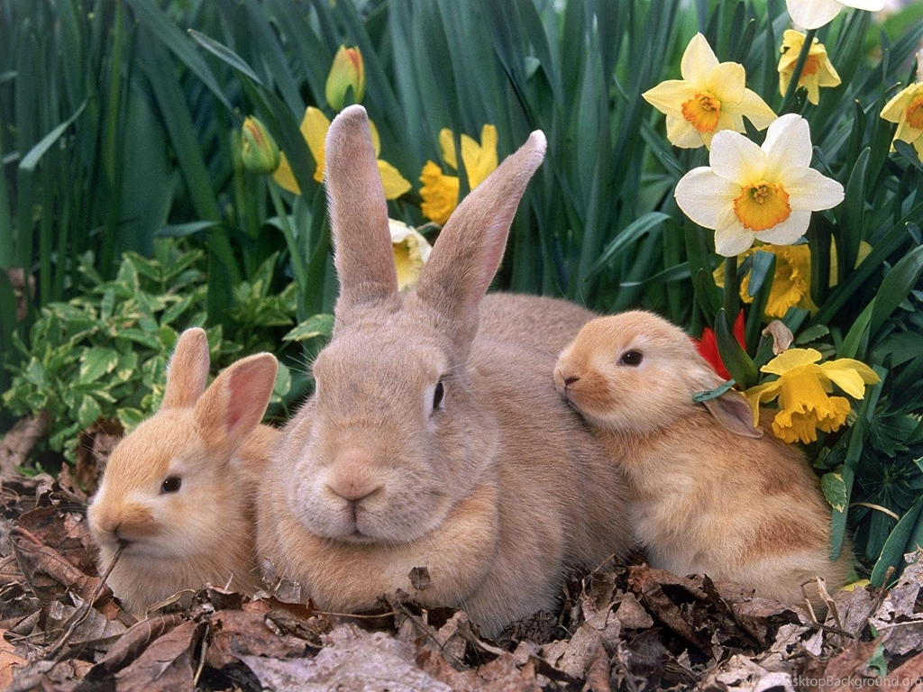 210 Rabbit HD Wallpapers